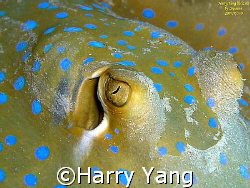 BLUE-SPOTTED STINGRAY. by Harry Yang 
